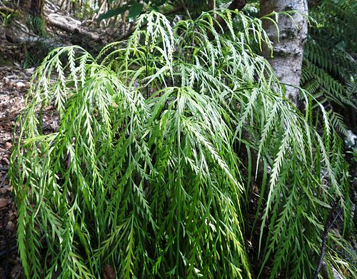 Asplenium flaccidum